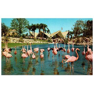 Postcard 1971 Chrome era Flock of Pink Flamingos keeping cool